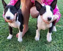 Bull Terrier Puppies in George (28/07/2022)