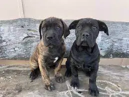 Cane Corso Puppies in Bloemfontein (29/07/2022)