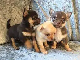 Chihuahua Puppies in Brits (29/07/2022)