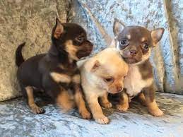 Chihuahua Puppies in Other (29/07/2022)