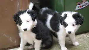 Collie Puppies in Cape Town (29/07/2022)