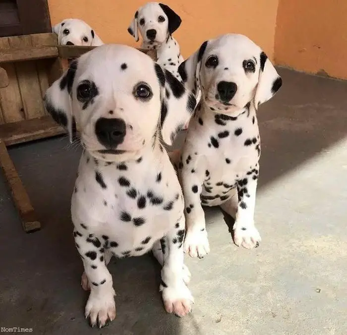 Dalmation Puppies in Hartbeespoort (29/07/2022)