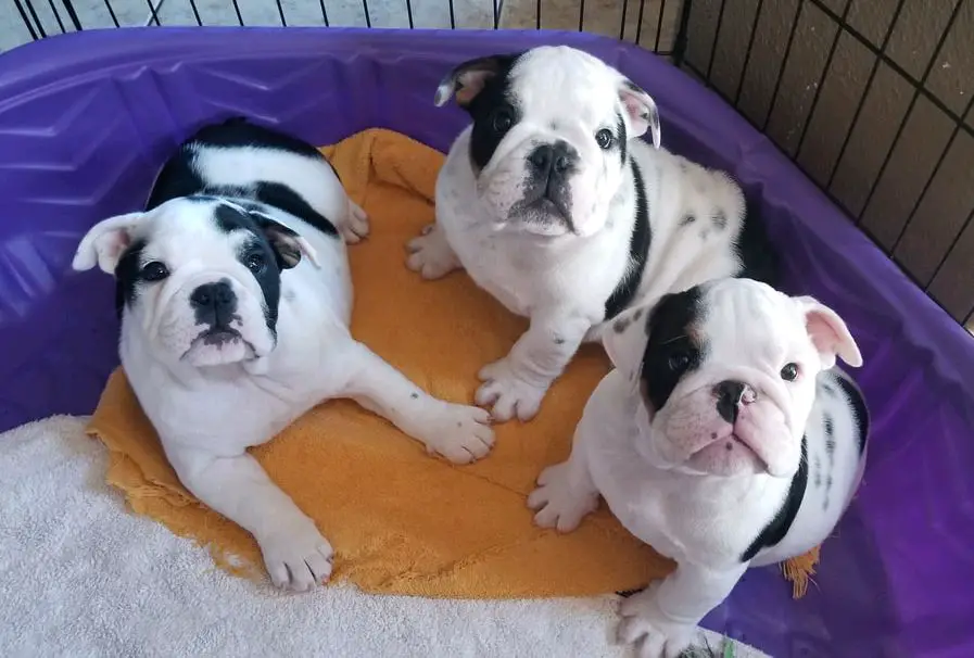 Bulldog Puppies in George (29/07/2022)
