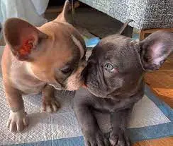 French Bulldog Puppies in Brits (29/07/2022)