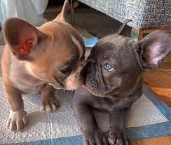 French Bulldog Puppies in Cape Town (29/07/2022)
