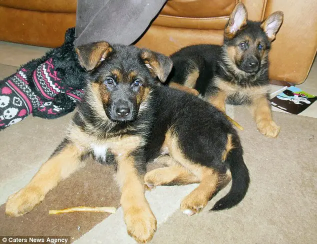 German Sheperd Puppies in Bloemfontein (29/07/2022)