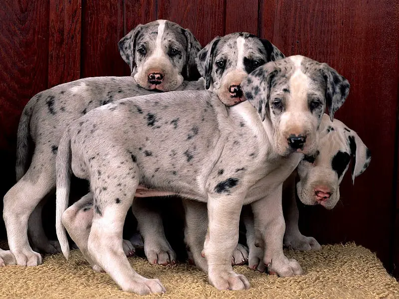 Great Dane Puppies in Brits (29/07/2022)