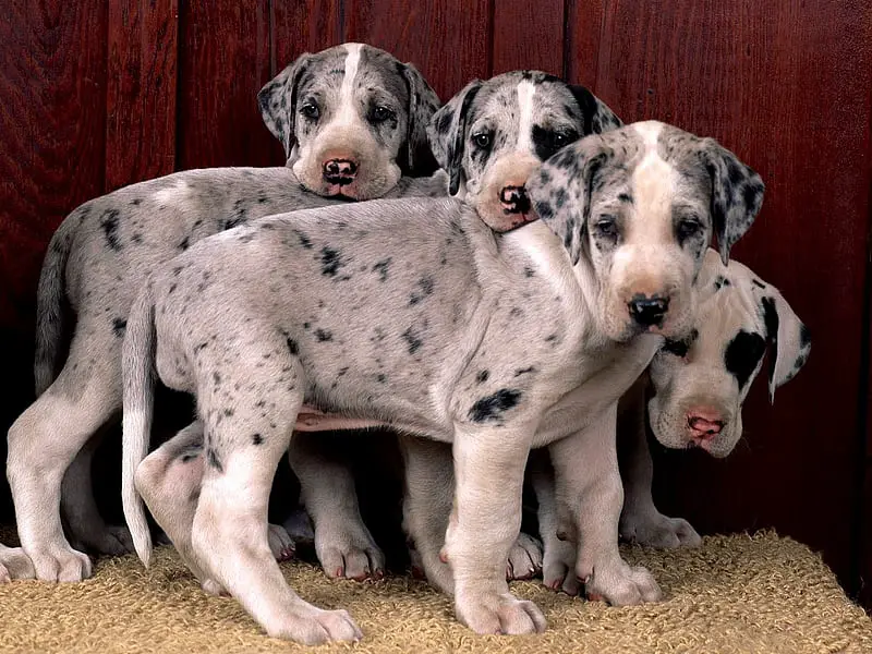 Great Dane Puppies in Rayton (29/07/2022)