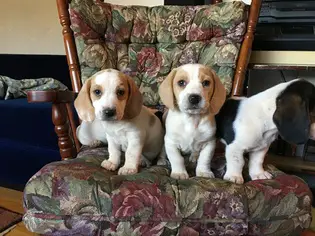 Hound Puppies in George (29/07/2022)
