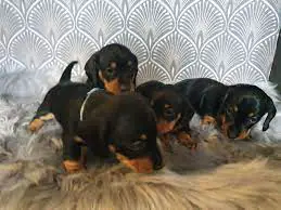 Dachshund Puppies in Hartbeespoort (29/07/2022)