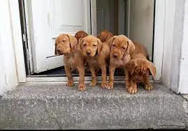 Hungarian Vizsla Puppies in Cape Town (29/07/2022)
