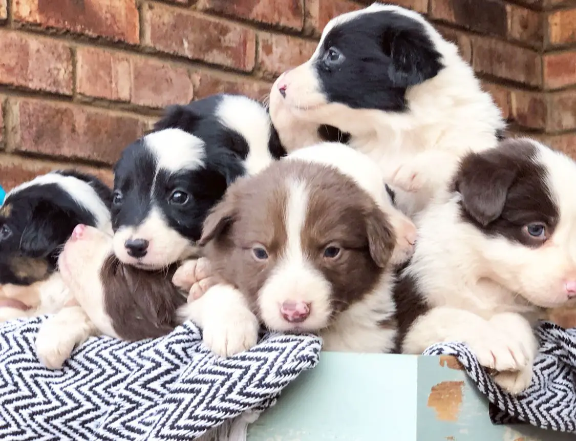 Collie Puppies in Kimberley (18/07/2022)