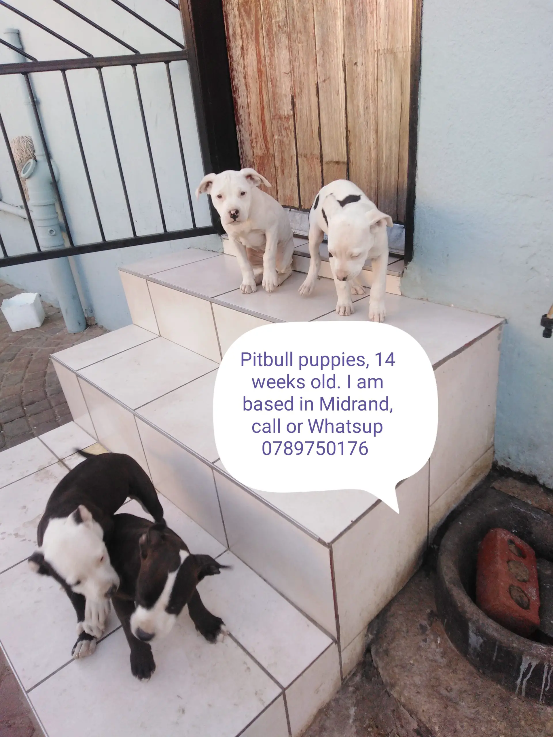 Pitbull Puppies in Johannesburg (14/07/2022)