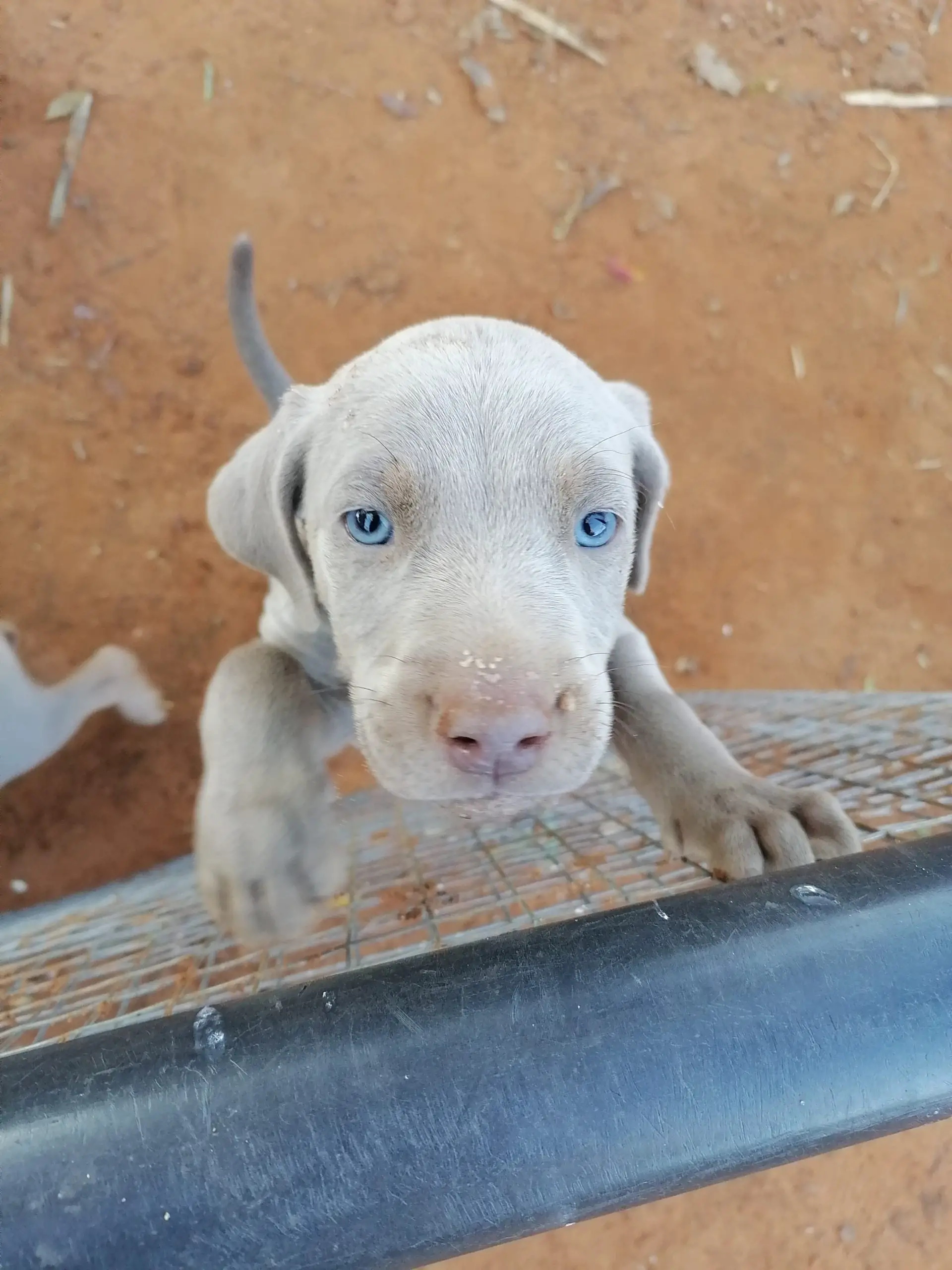 Weimaraner Puppies in Bloemfontein (01/07/2022)
