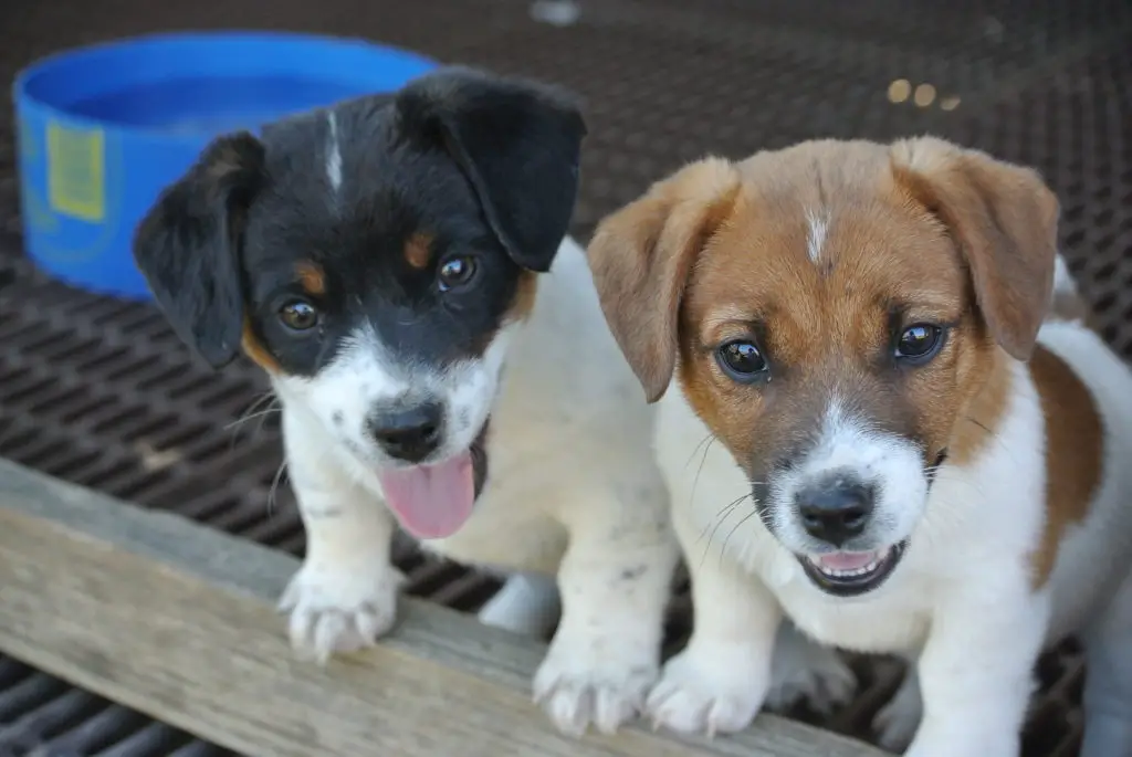 Jack Russell Puppies in Cape Town (29/07/2022)