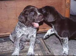German Pointer Puppies in East Rand (29/07/2022)