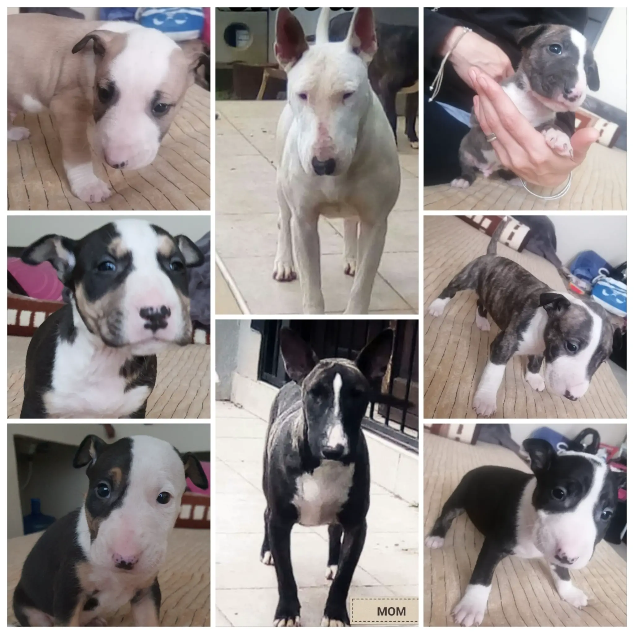 Bull Terrier Puppies in Cape Town (21/08/2022)
