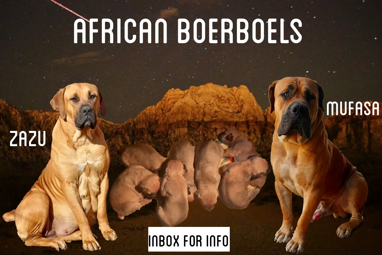 Boerboel Puppies in Pretoria (30/08/2022)