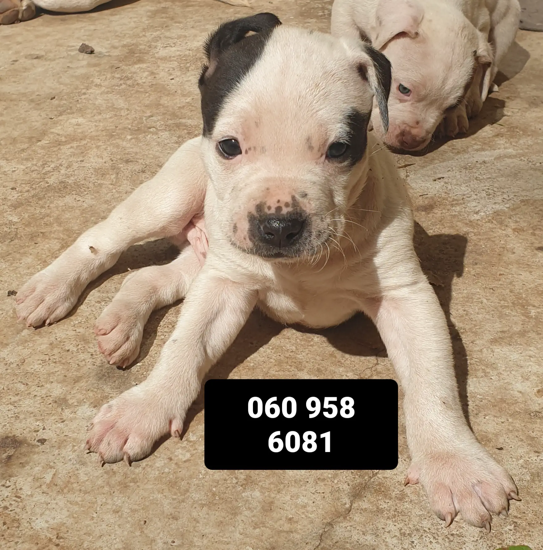 Pitbull Puppies in Johannesburg (12/08/2022)