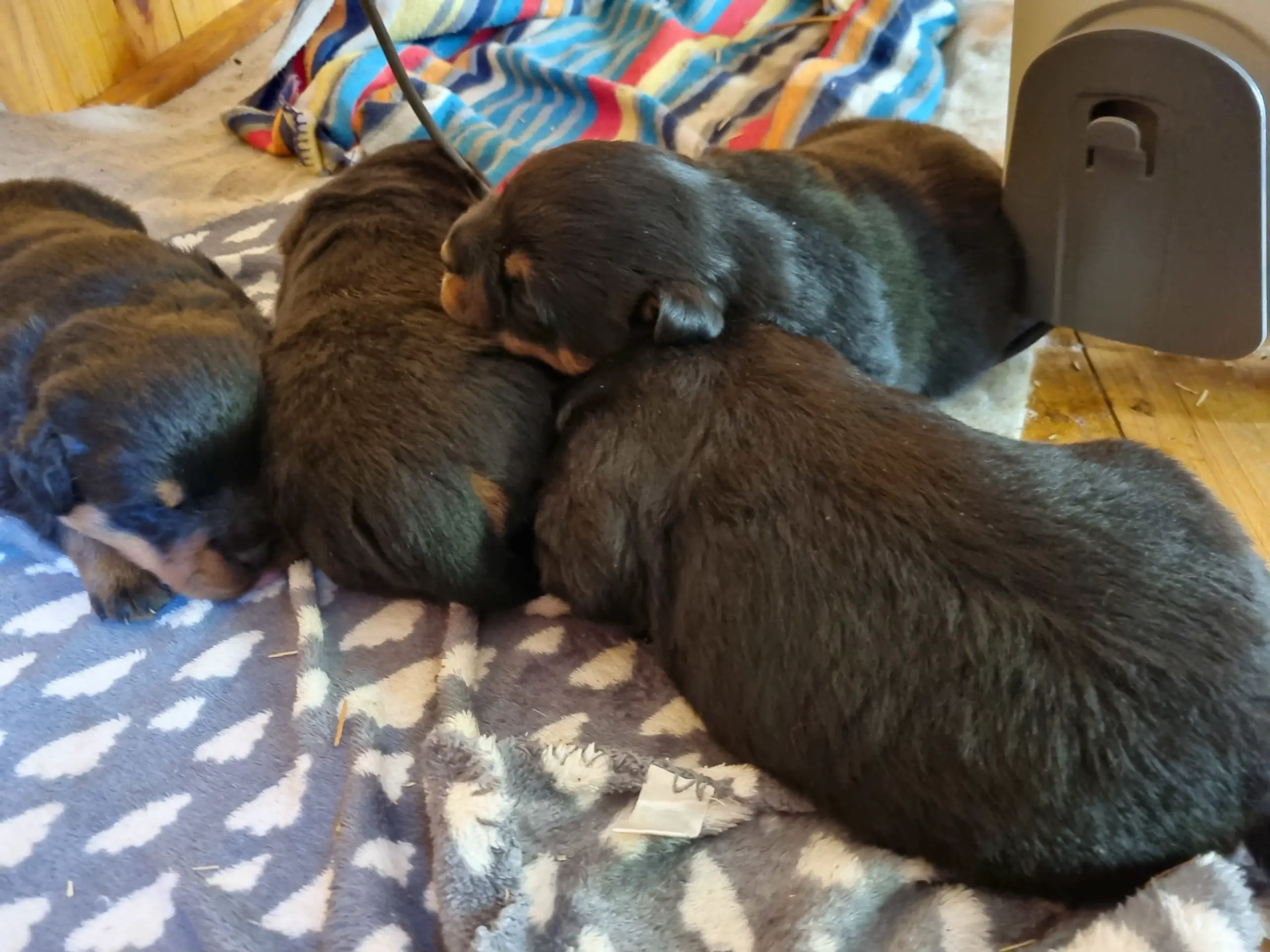 Rottweiler Puppies in Cape Town (23/08/2022)