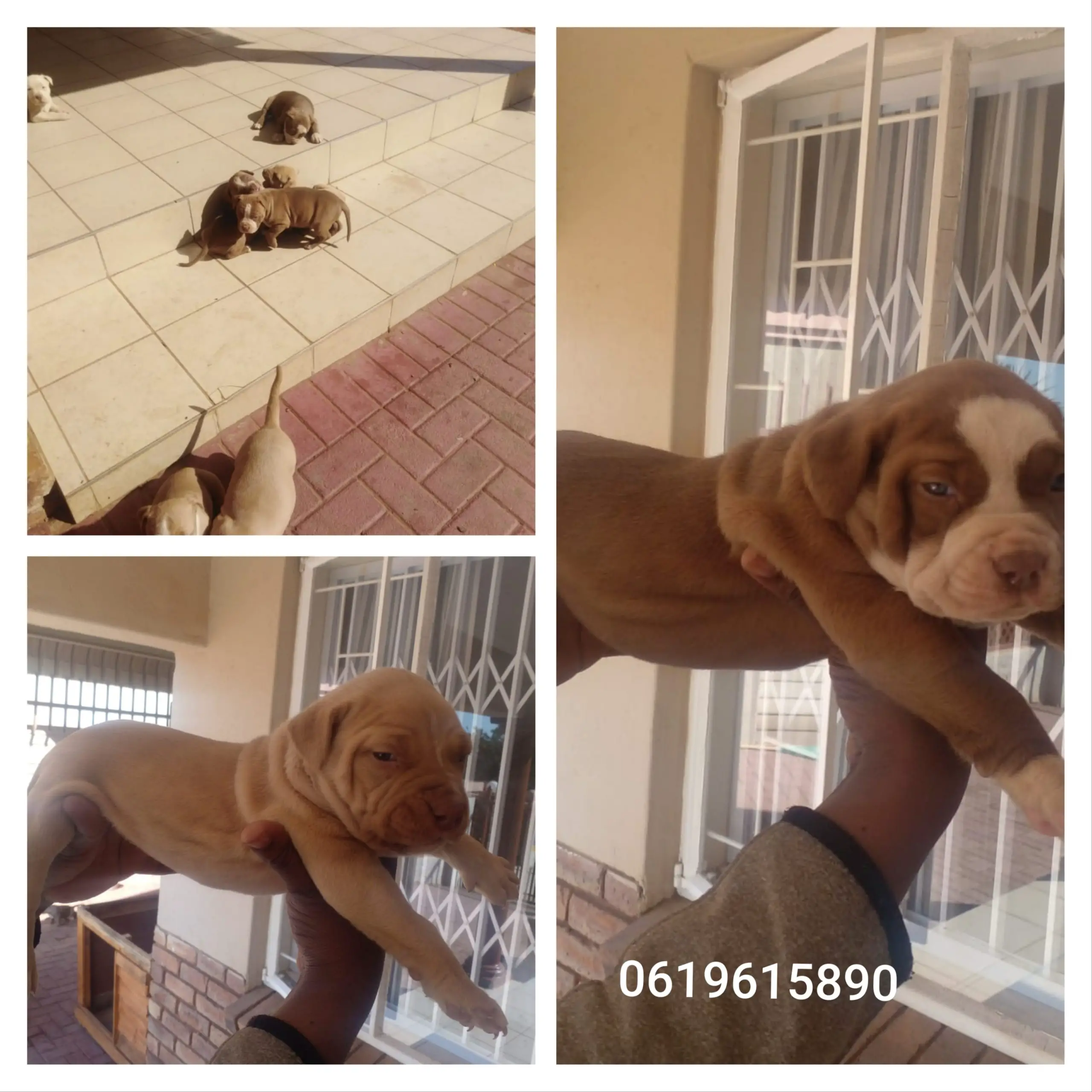 Pitbull Puppies in Pretoria (23/08/2022)