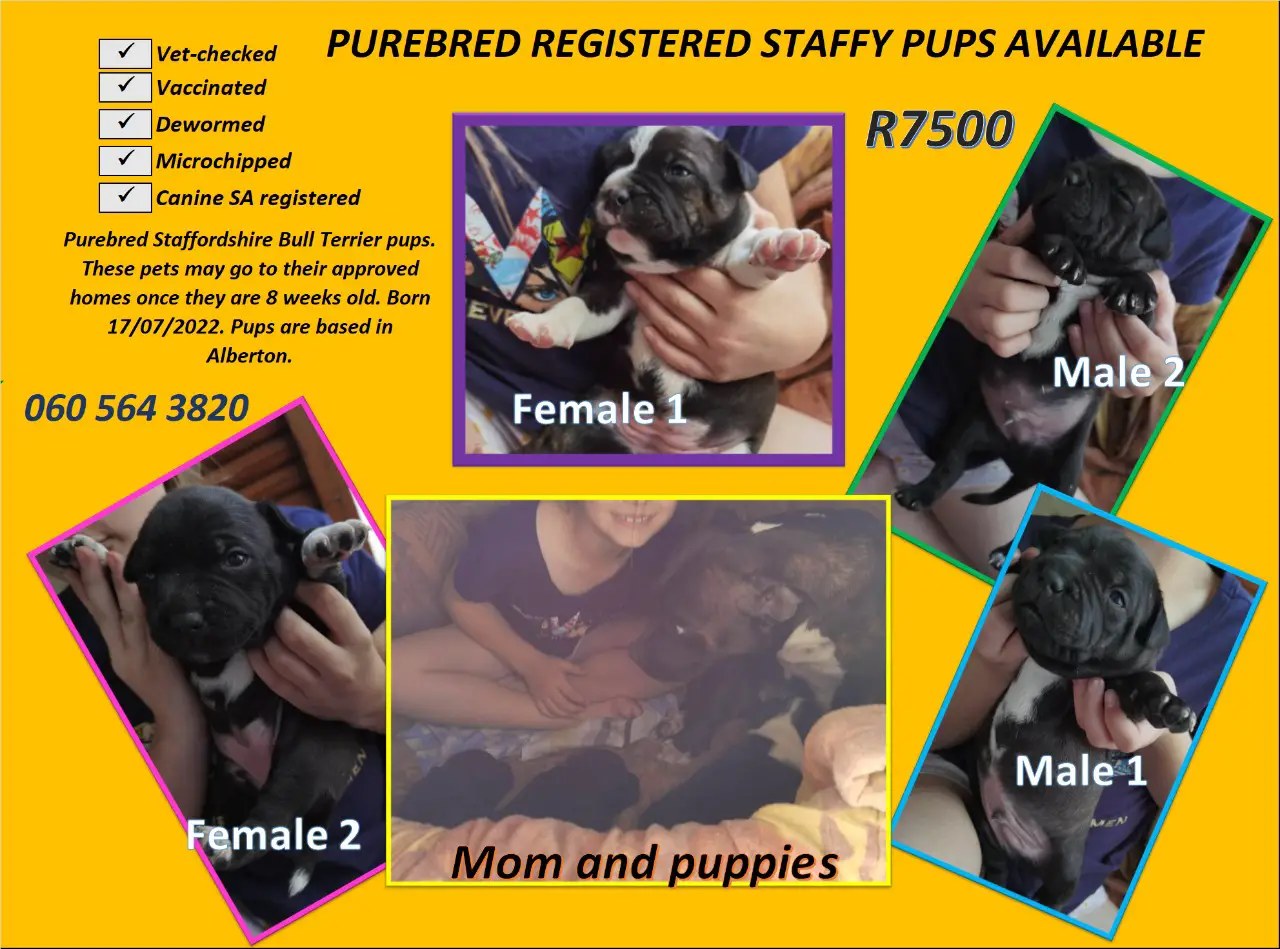 Staffie Puppies in Johannesburg (13/08/2022)