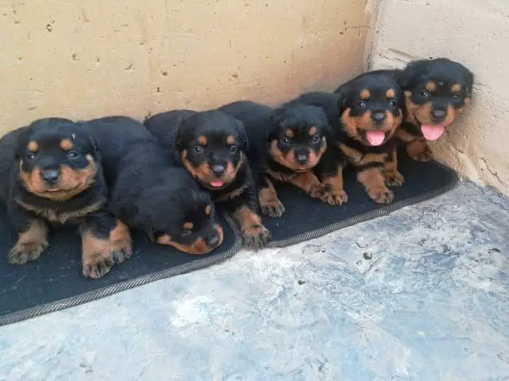 Rottweiler Puppies in Johannesburg (23/08/2022)