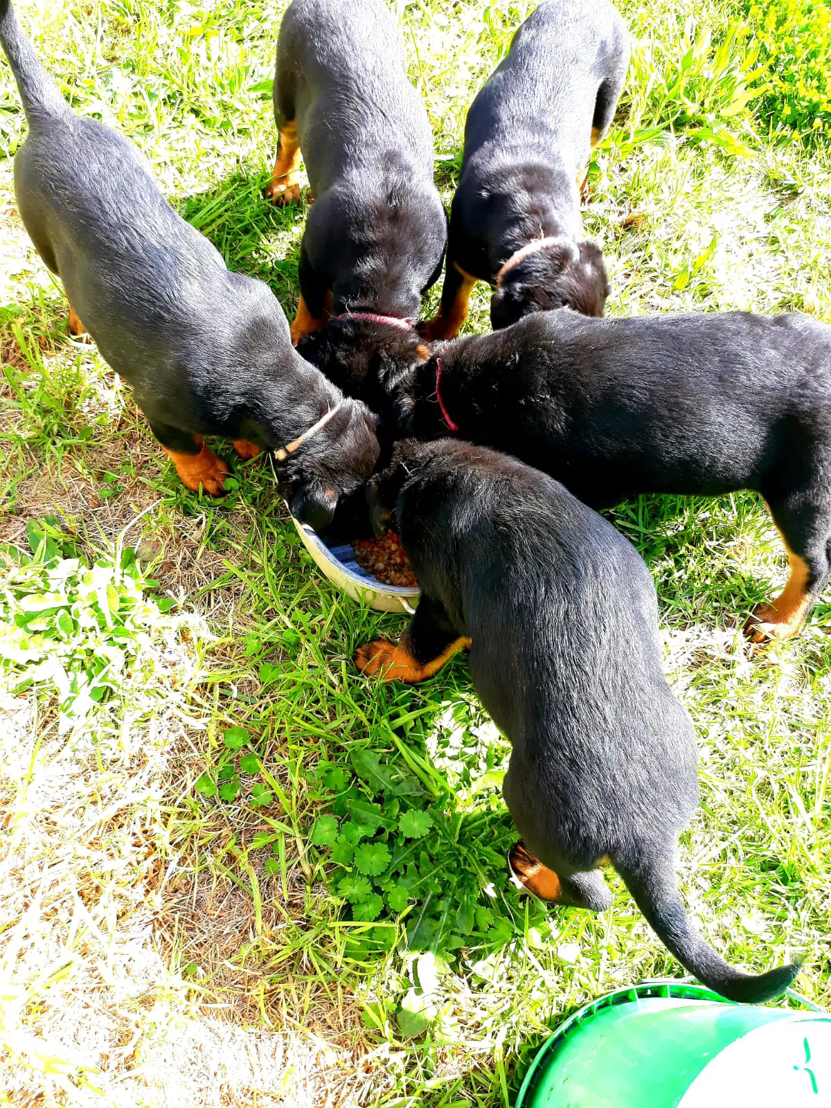 Rottweiler Puppies in Cape Town (21/08/2022)