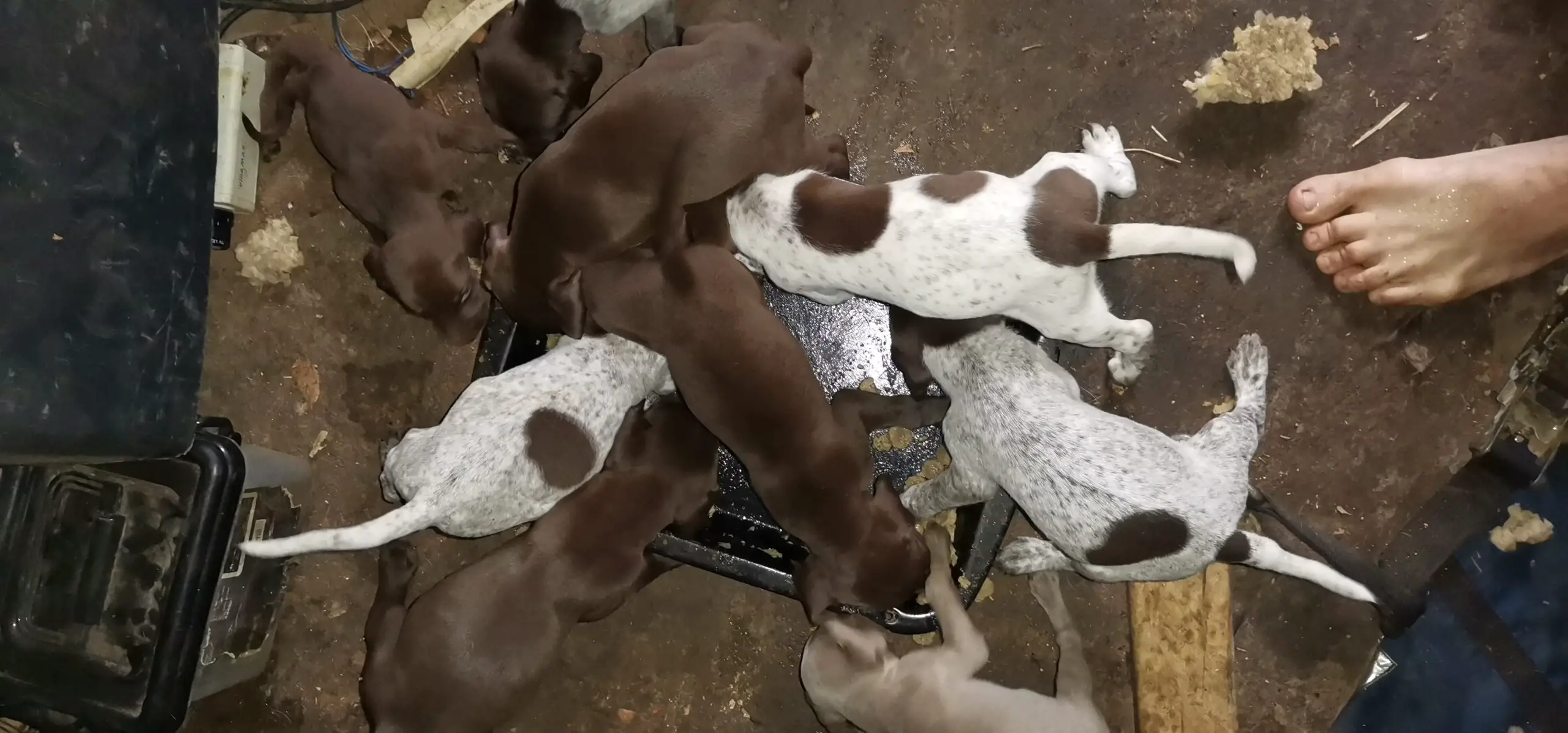 German Pointer Puppies in Pretoria (16/08/2022)