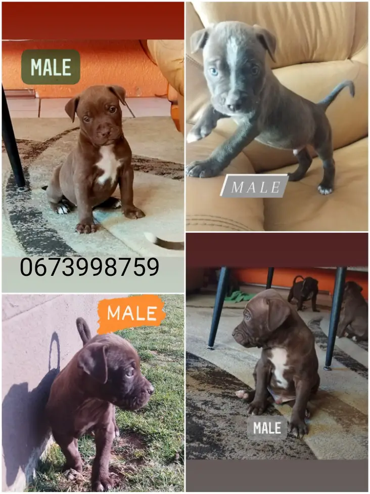 Pitbull Puppies in Johannesburg (24/08/2022)