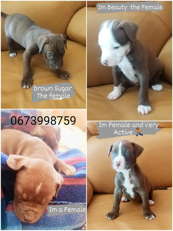 Pitbull Puppies in Johannesburg (24/08/2022)