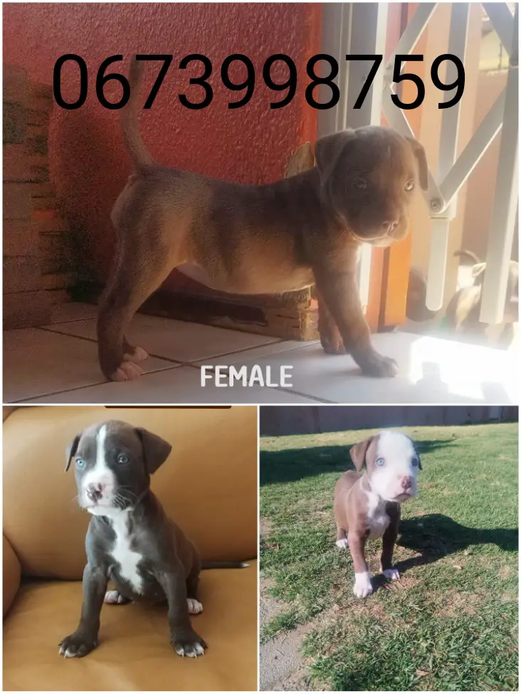 Pitbull Puppies in Johannesburg (30/08/2022)