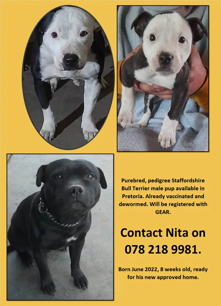 Staffie Puppies in Pretoria (03/08/2022)