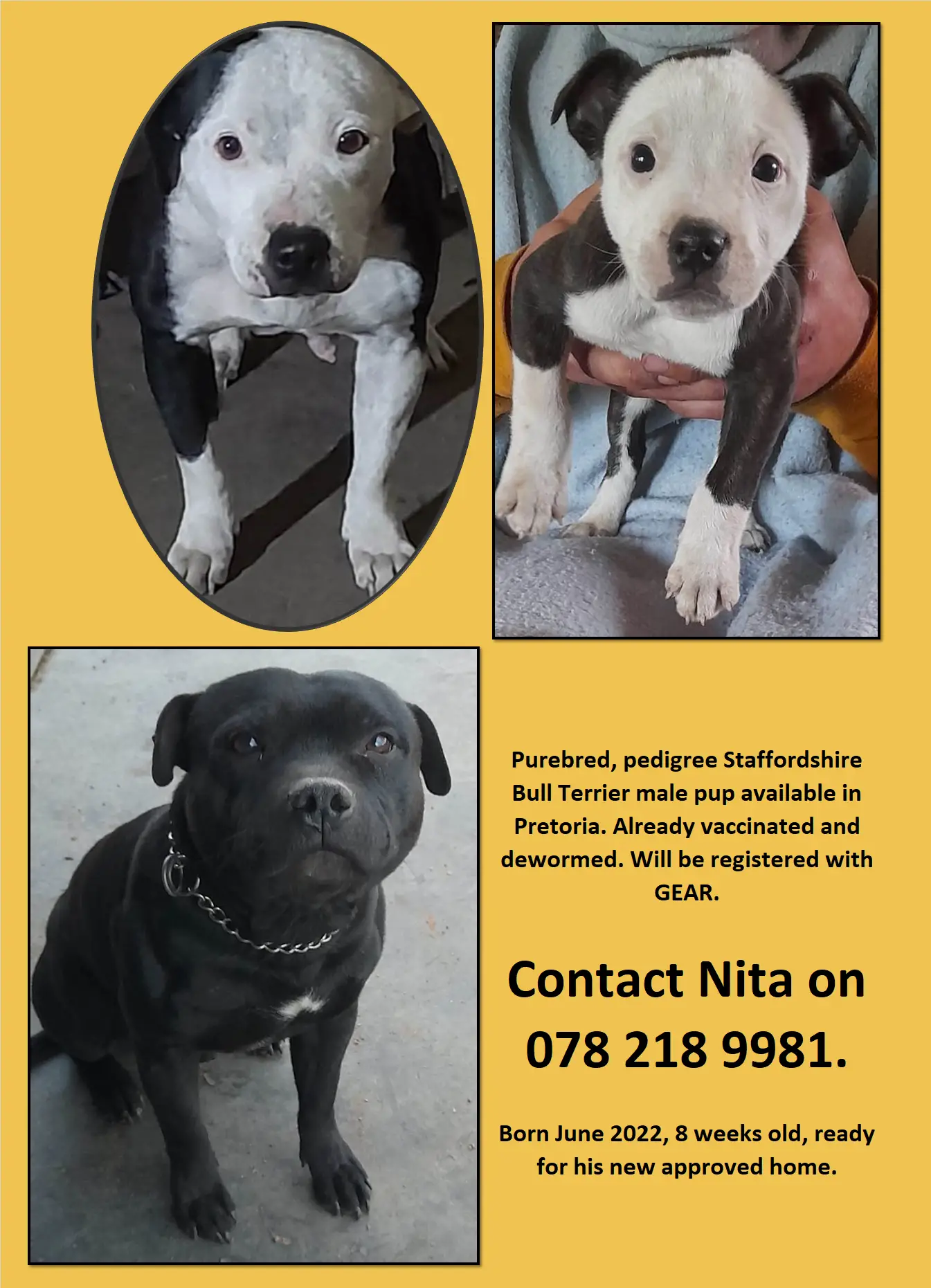 Staffie Puppies in Pretoria (03/08/2022)