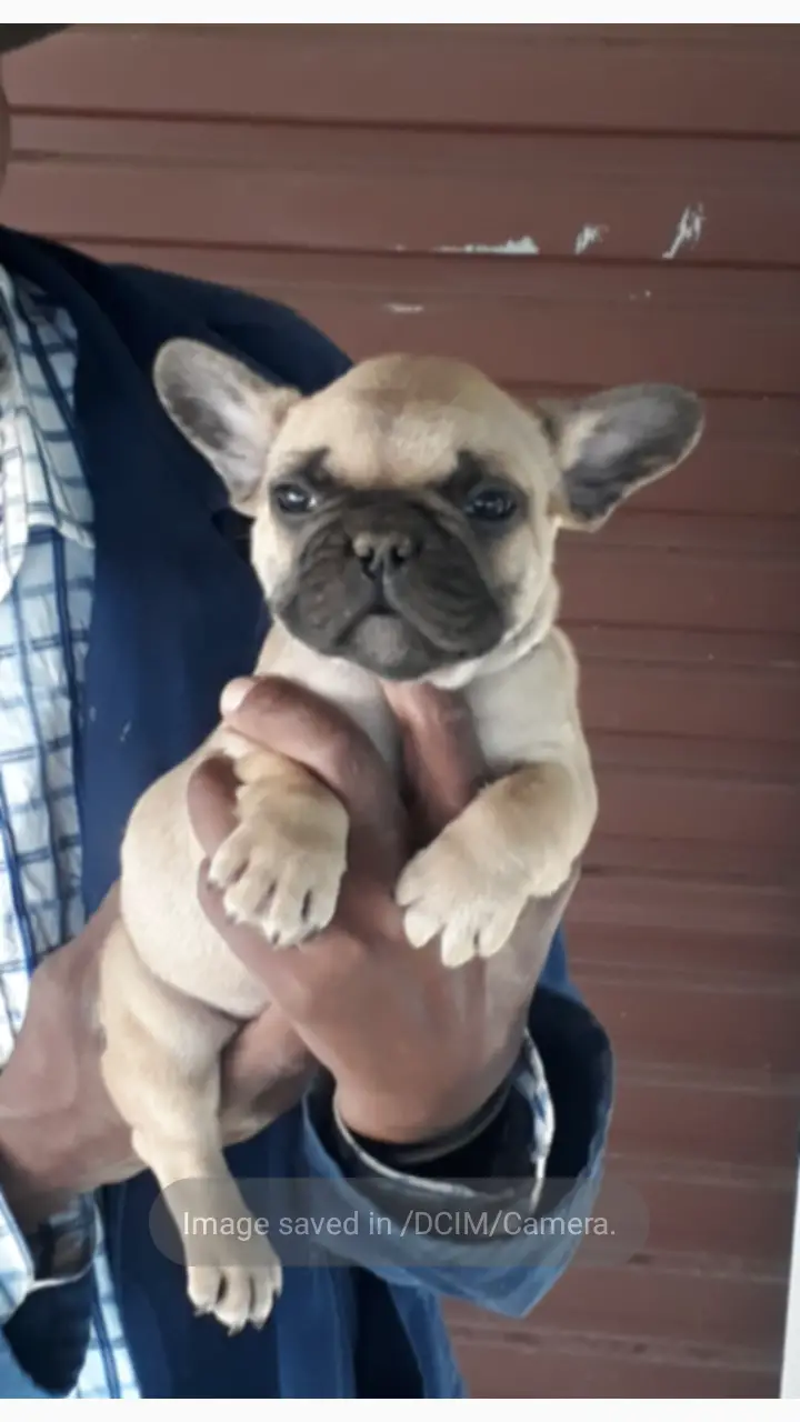French Bulldog Puppies in Bloemfontein (18/08/2022)