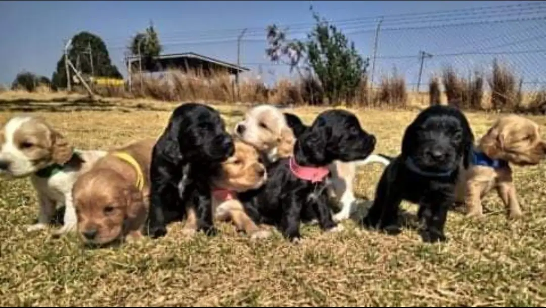 Spaniel Puppies in Mpumalanga (24/08/2022)