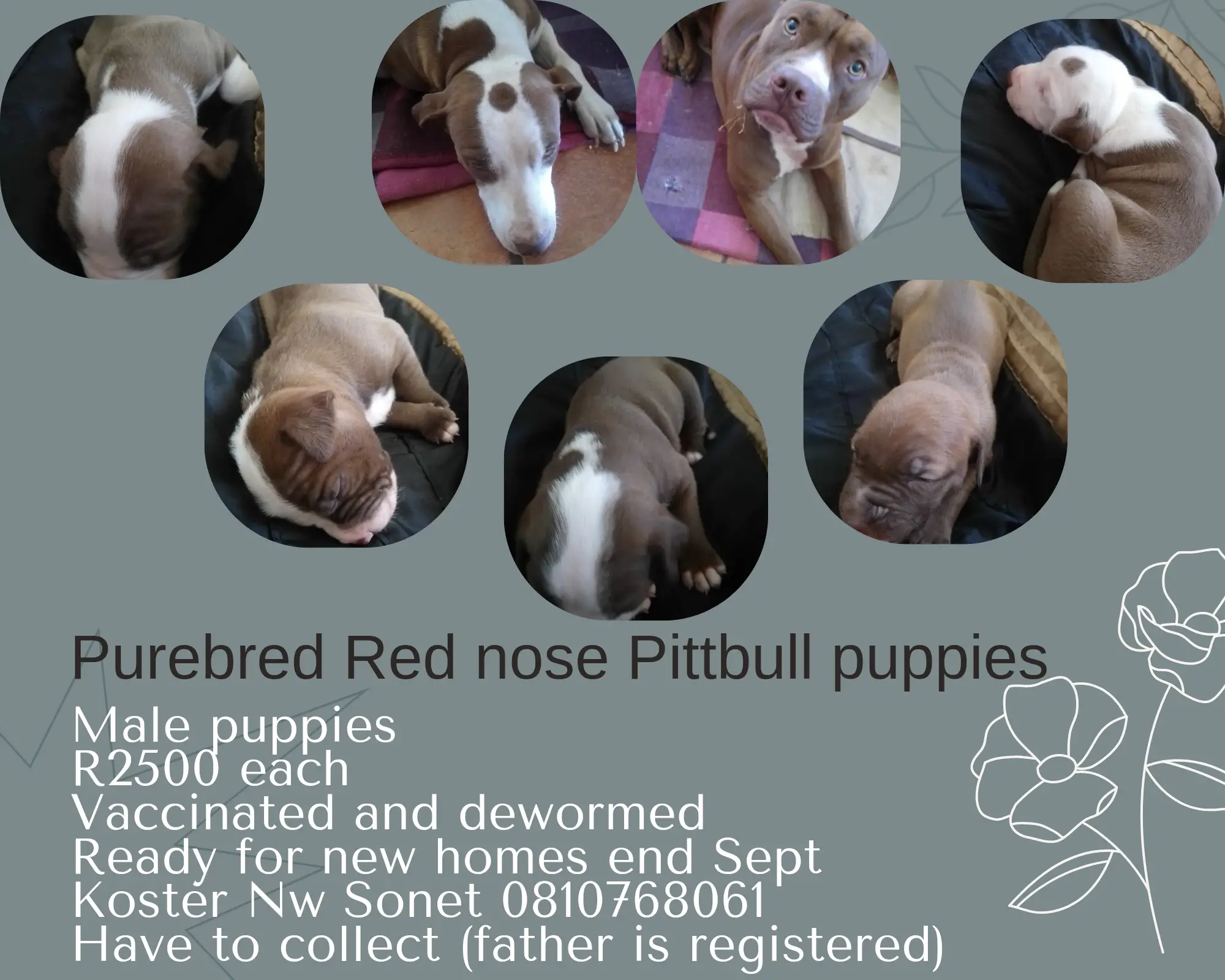 Pitbull Puppies in Other (28/08/2022)