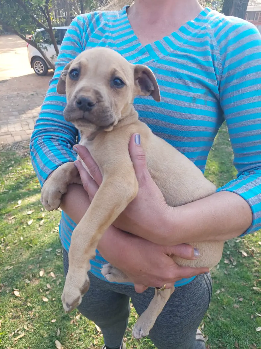 Pitbull Puppies in Pretoria (23/08/2022)
