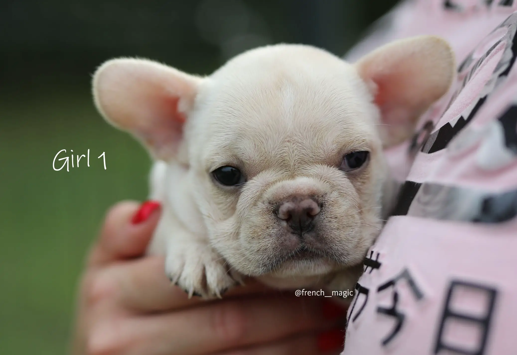 French Bulldog Puppies in Other (14/09/2022)