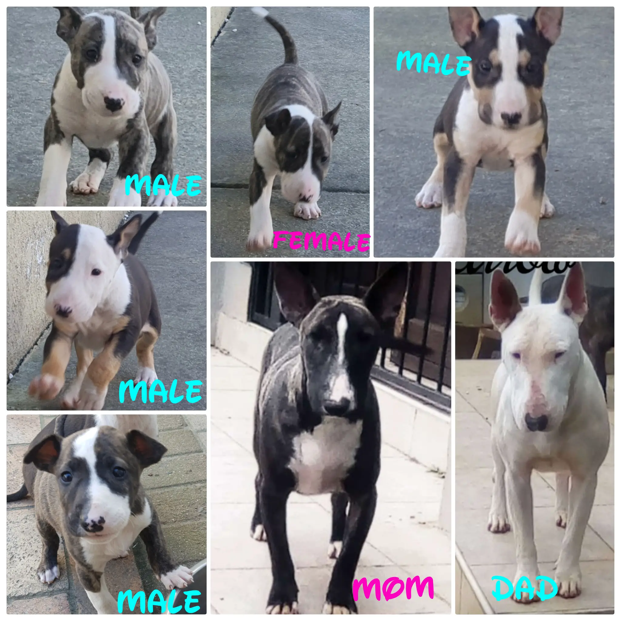 Bull Terrier Puppies in Cape Town (15/09/2022)