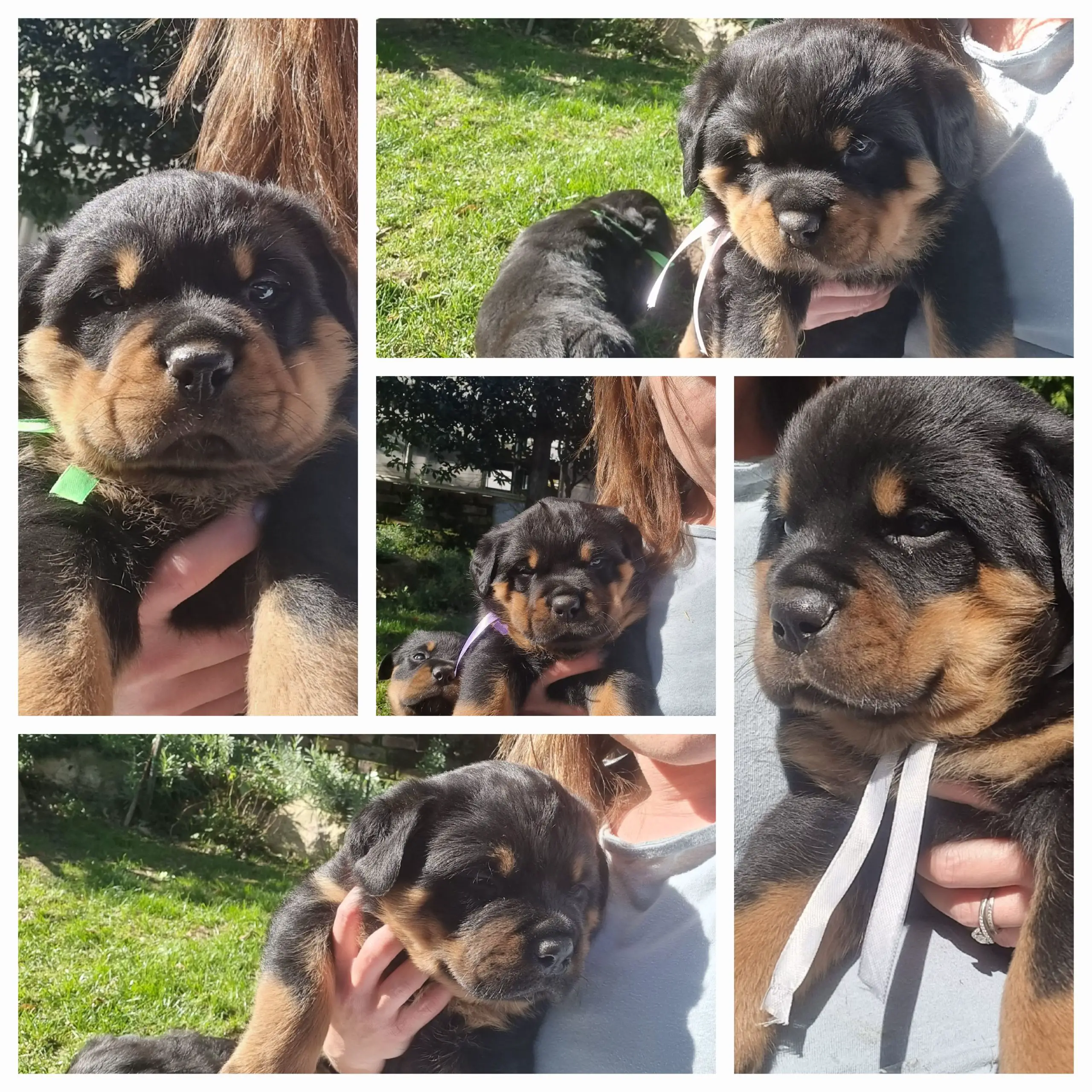 Rottweiler Puppies in Cape Town (10/09/2022)