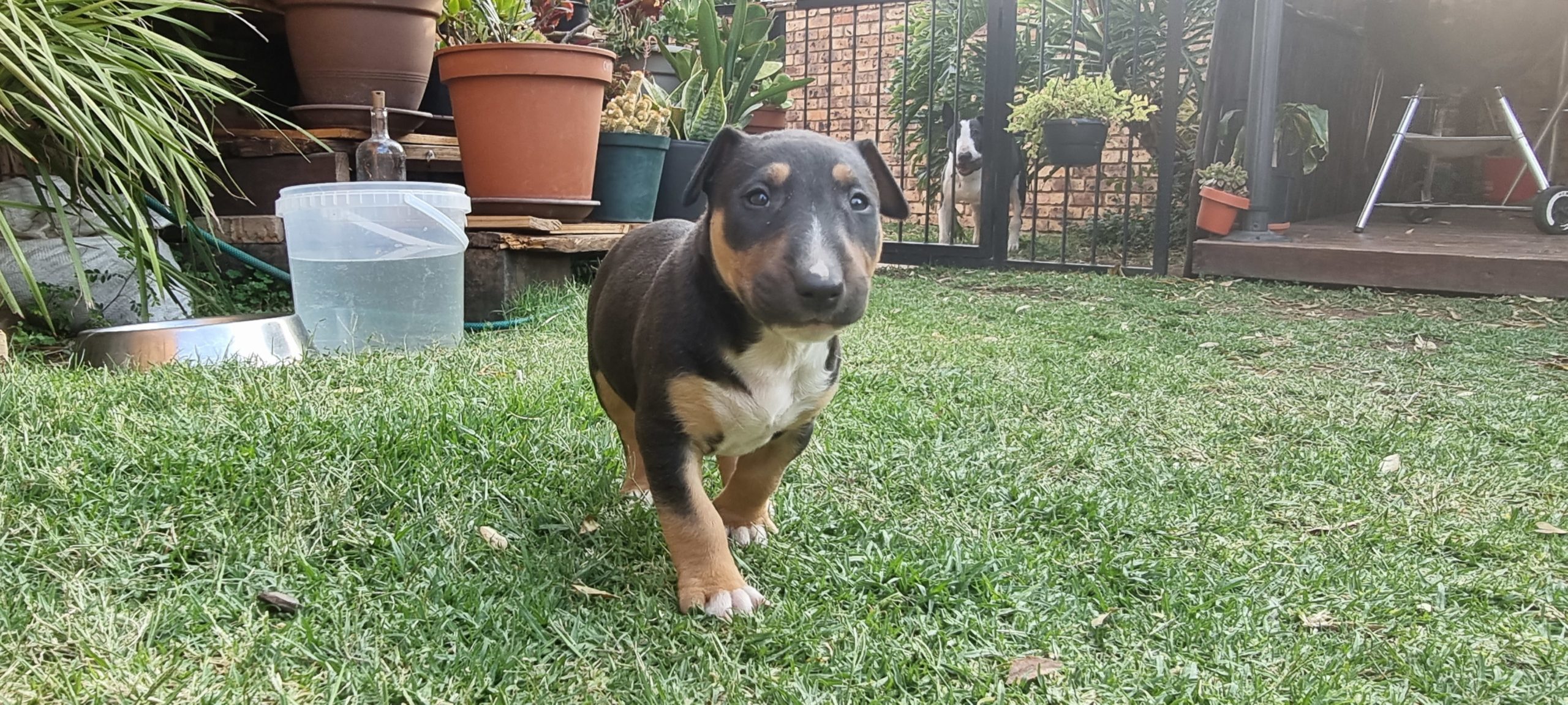 Bull Terrier Puppies in Pretoria (28/09/2022)