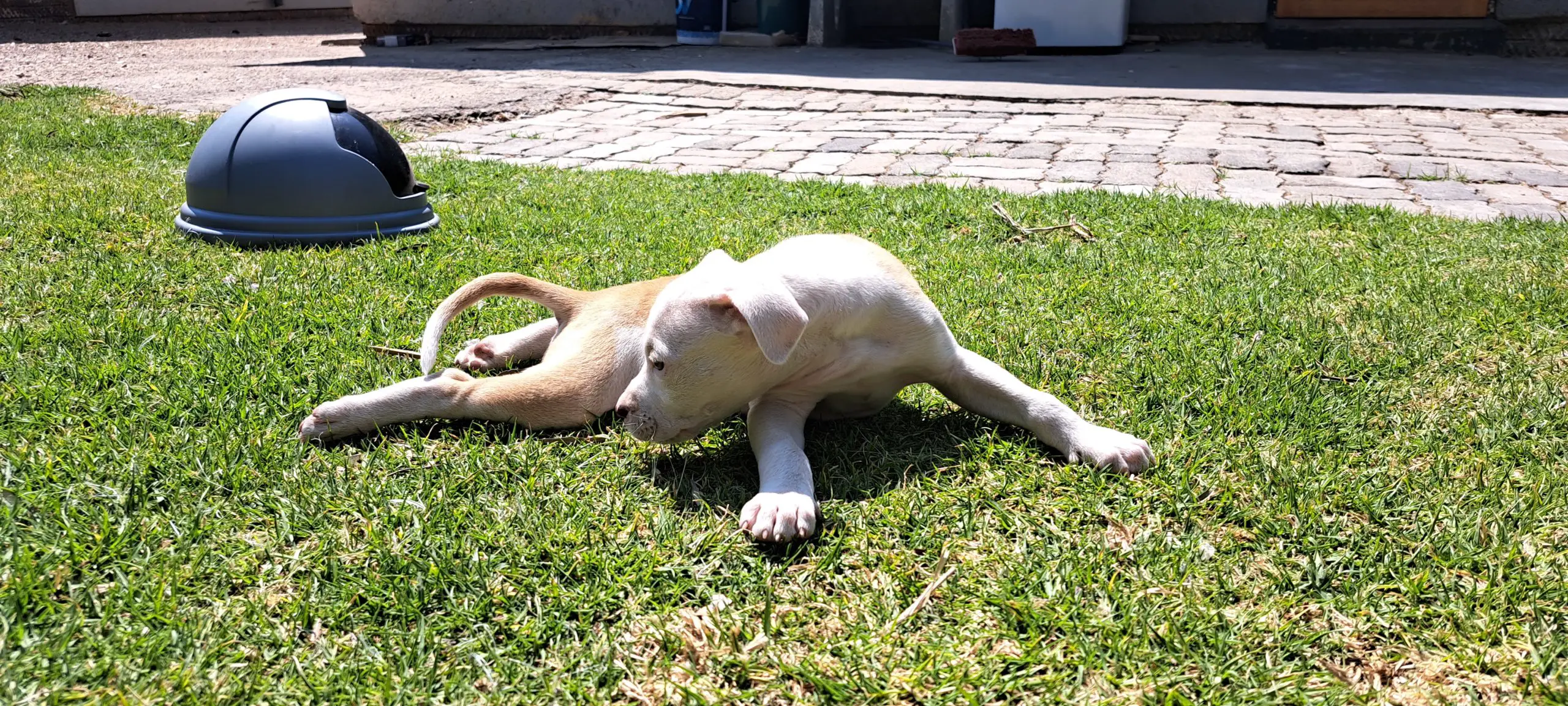 Pitbull Puppies in Johannesburg (26/09/2022)