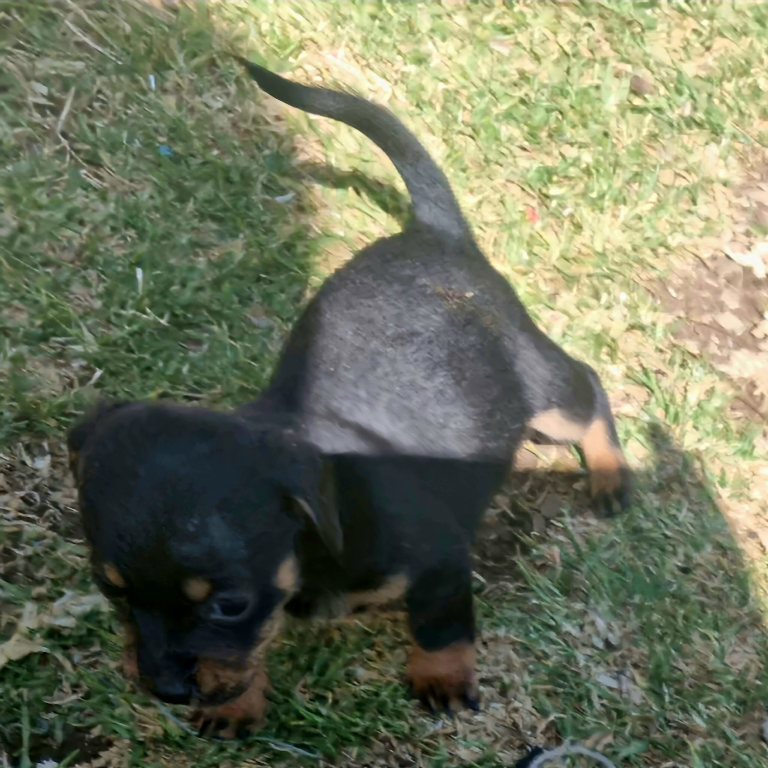 Dachshund Puppies in East Rand (23/09/2022)