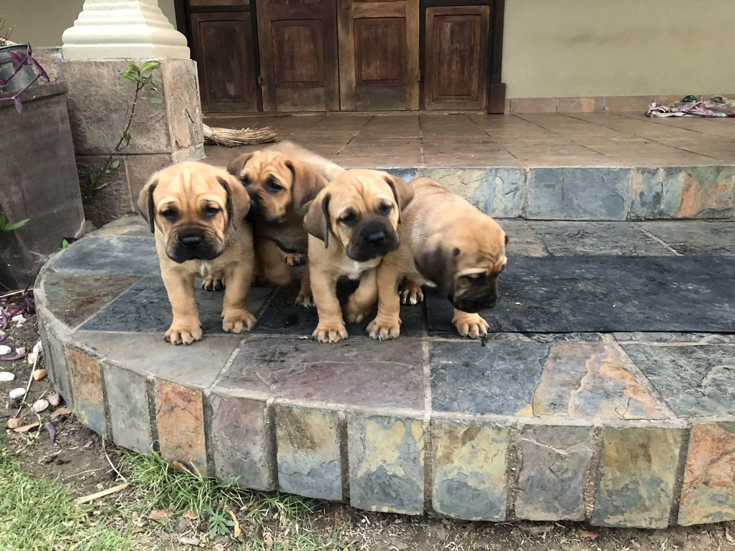 Boerboel Puppies in Kwazulu Natal (23/09/2022)