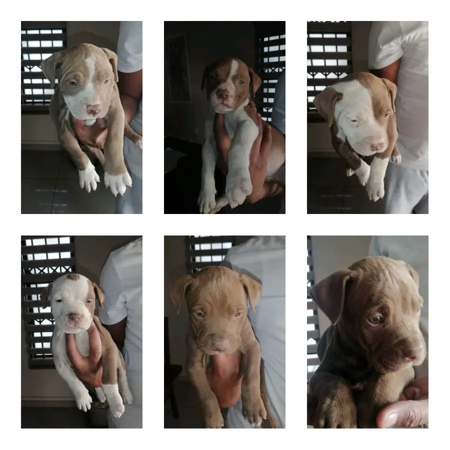 Pitbull Puppies in Johannesburg (14/09/2022)