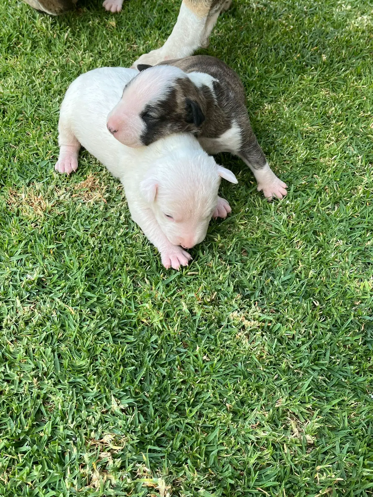Bull Terrier Puppies in Other (17/09/2022)