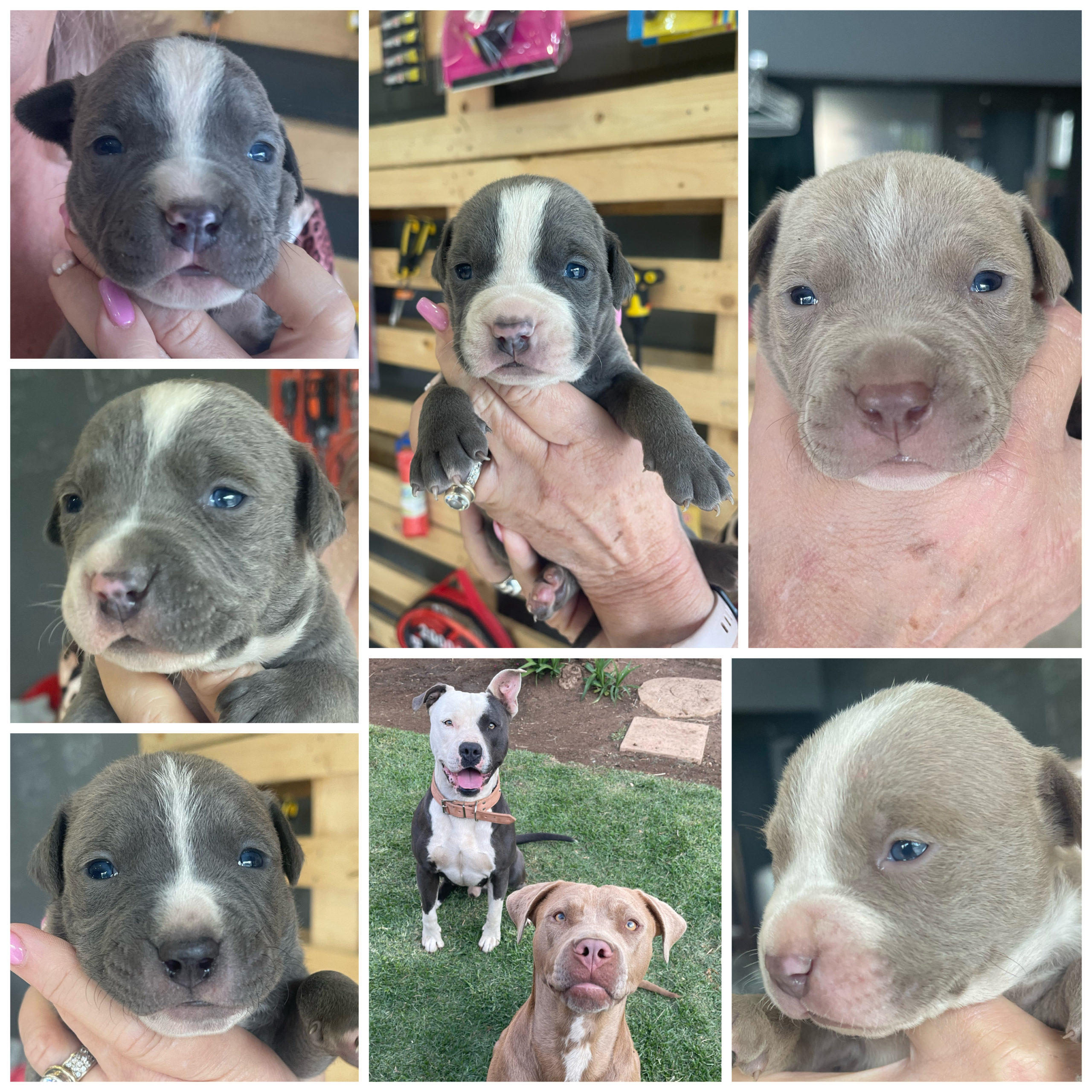 Pitbull Puppies in Johannesburg (21/09/2022)