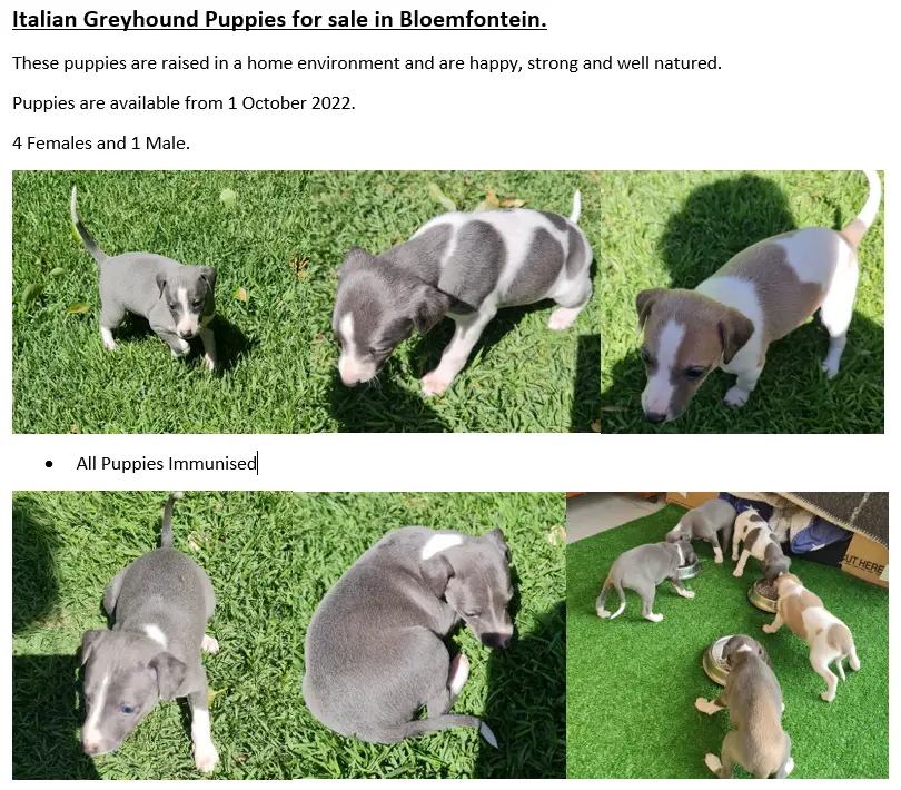 Whippet Puppies in Bloemfontein (26/09/2022)