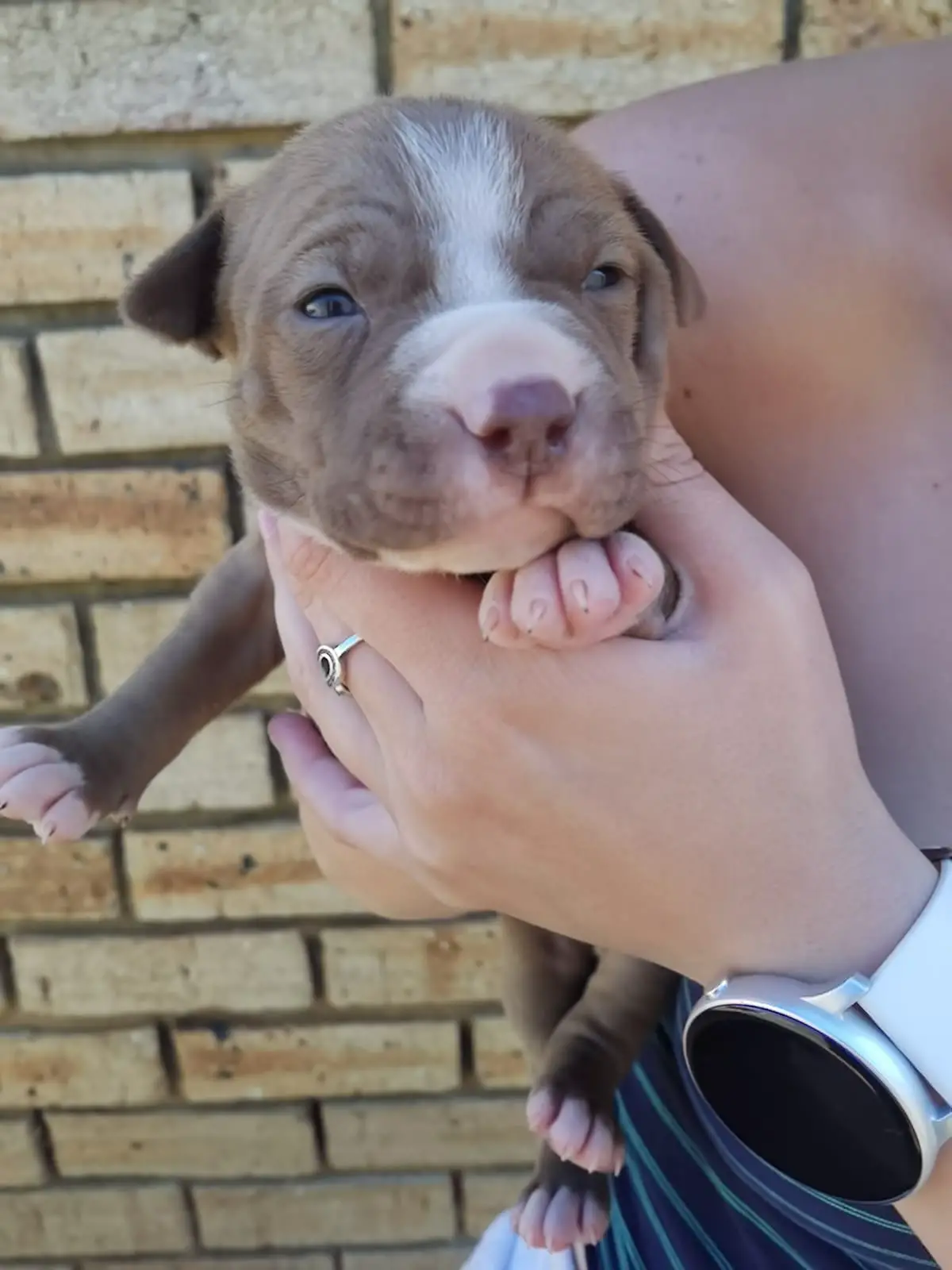 Pitbull Puppies in Johannesburg (05/09/2022)